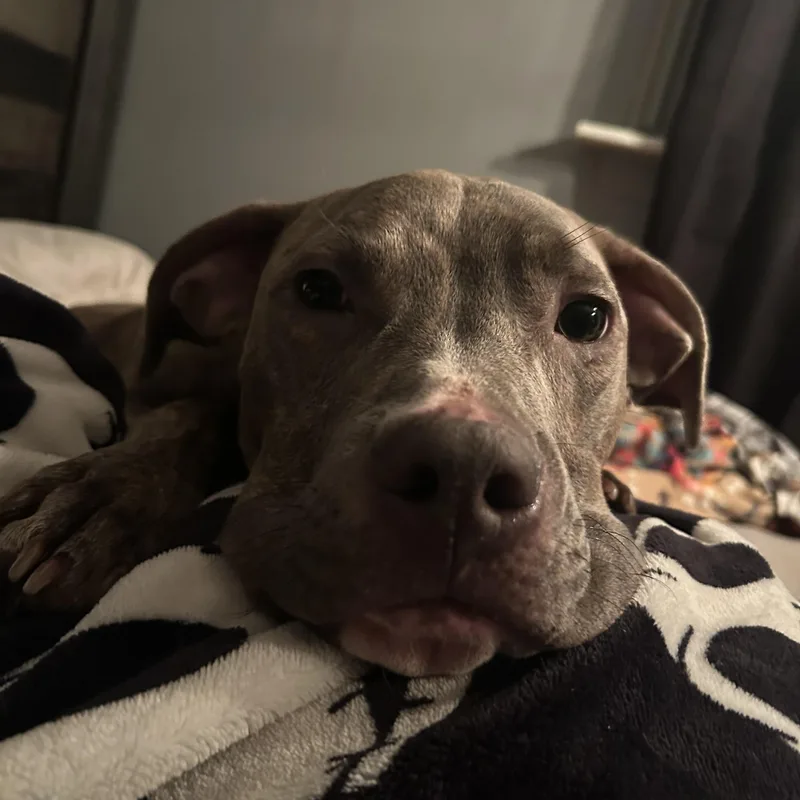 Scooby Os Cm thumbnail 3