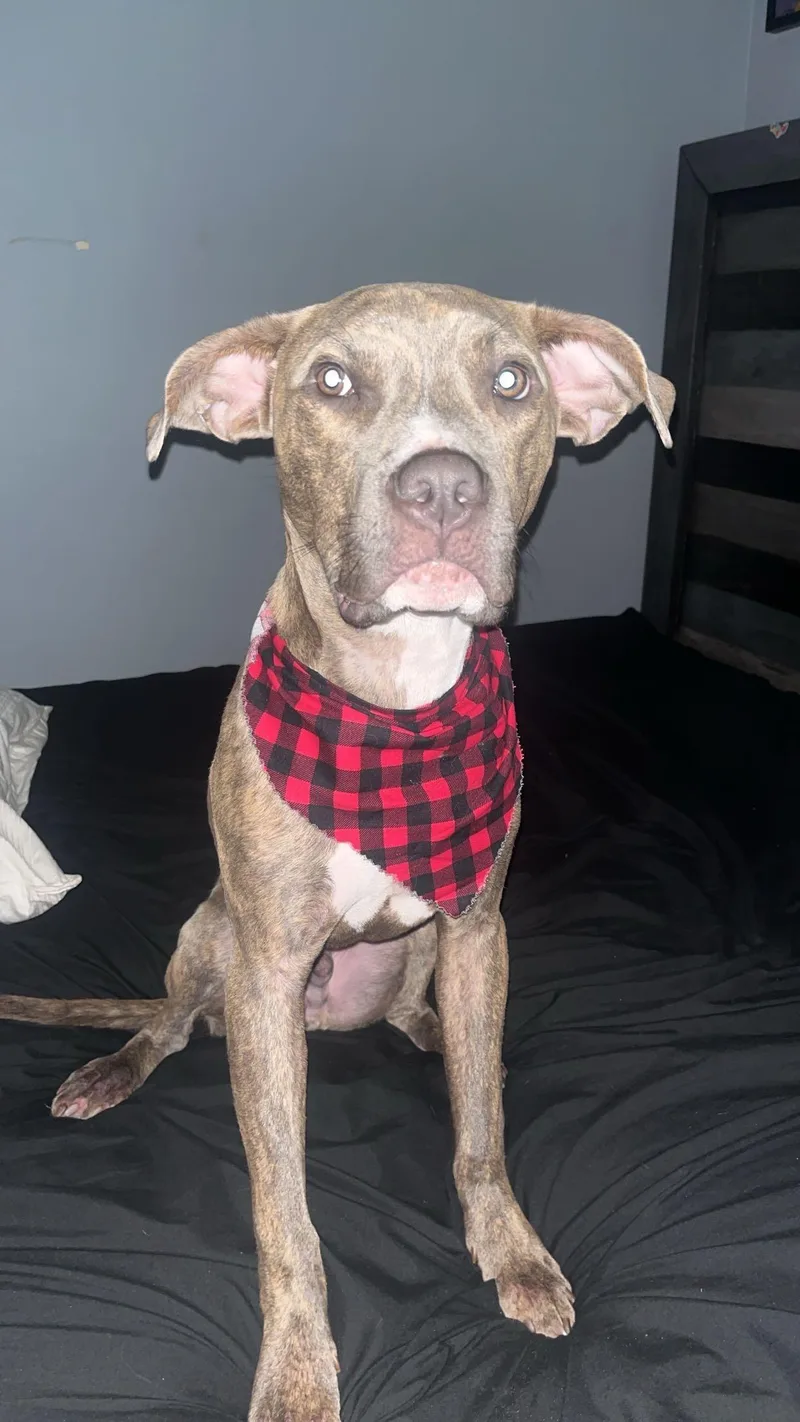 Scooby Os Cm thumbnail 5