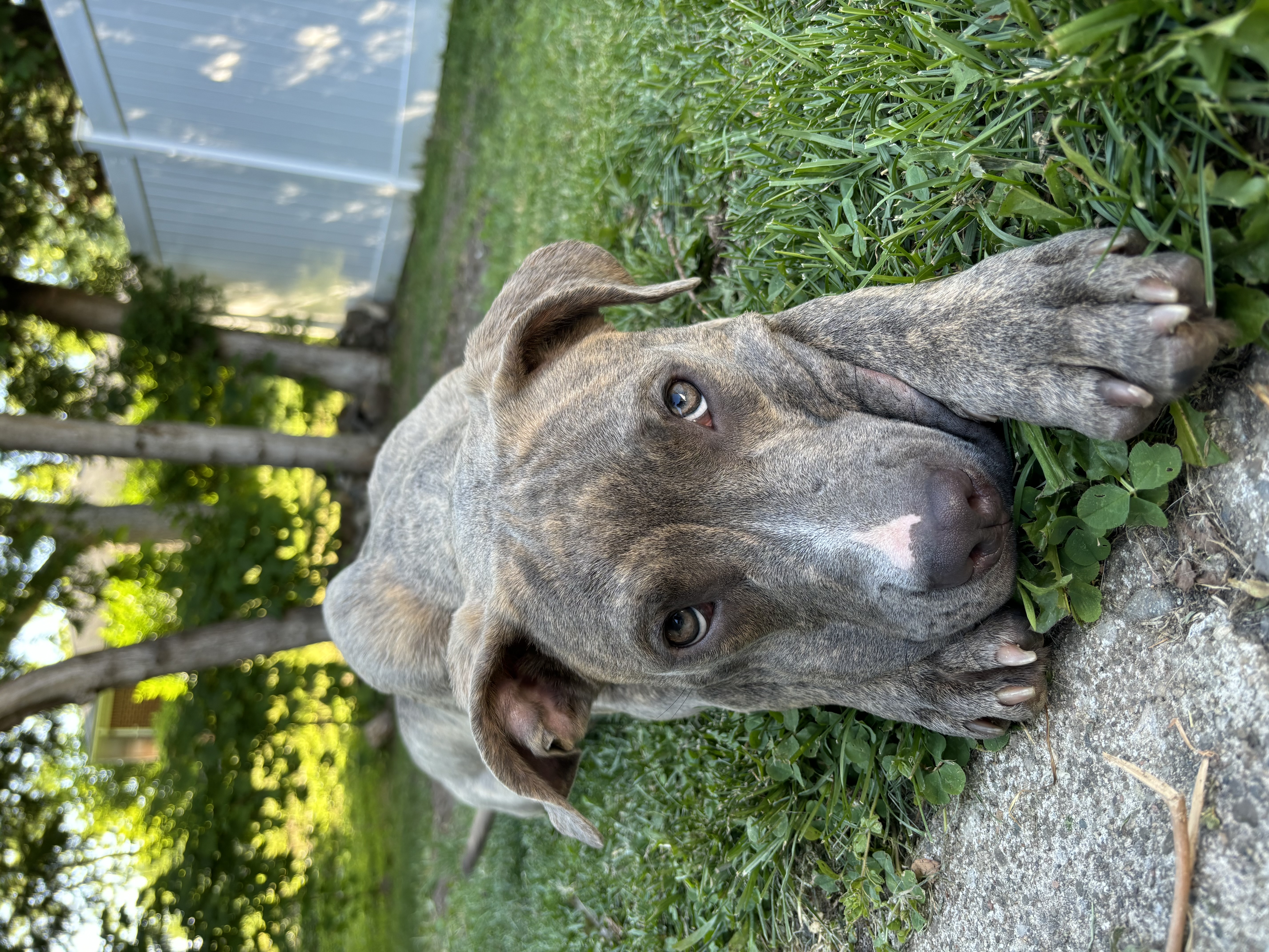 Scooby Os Cm thumbnail 6