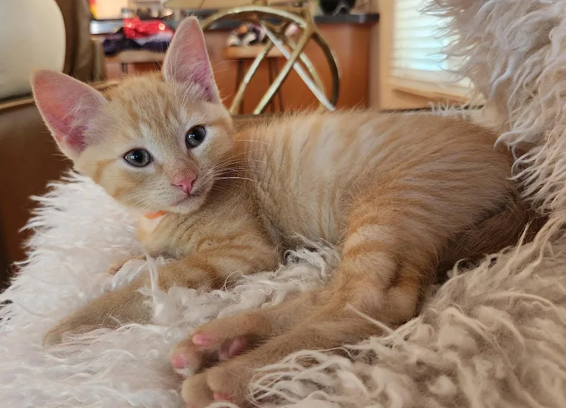Jagger thumbnail 3