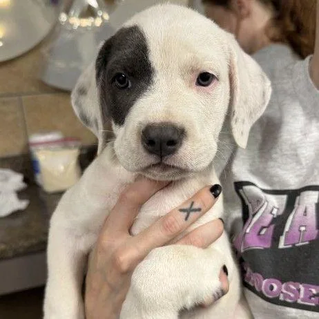 A baby small-sized female White / Cream Mixed Breed dog named Cobbler for adoption in Buffalo, MN
