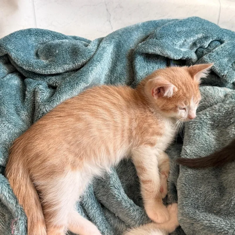 Solar