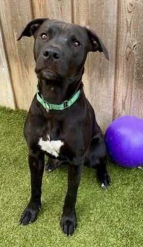 An adult large-sized female Mixed Breed dog named Shino for adoption in Eugene, OR