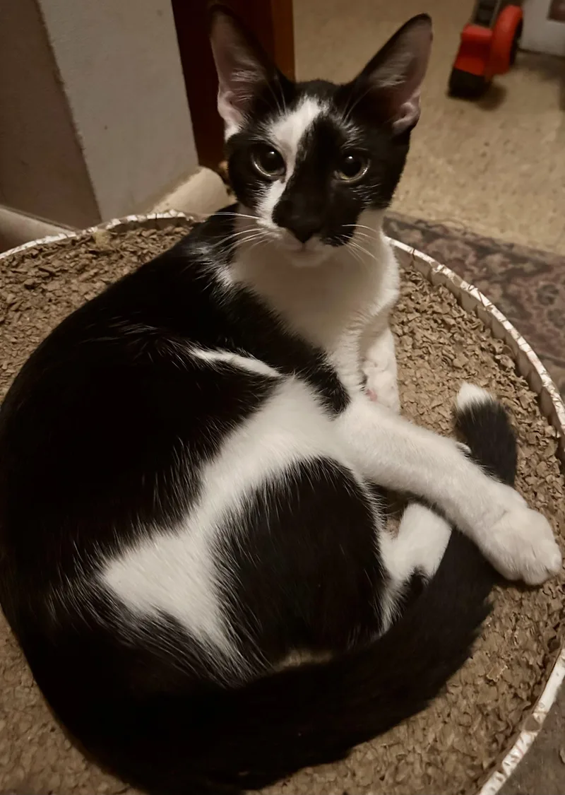 A young medium-sized male Black Domestic Short Hair cat named Harvey for adoption in Fayetteville, NC