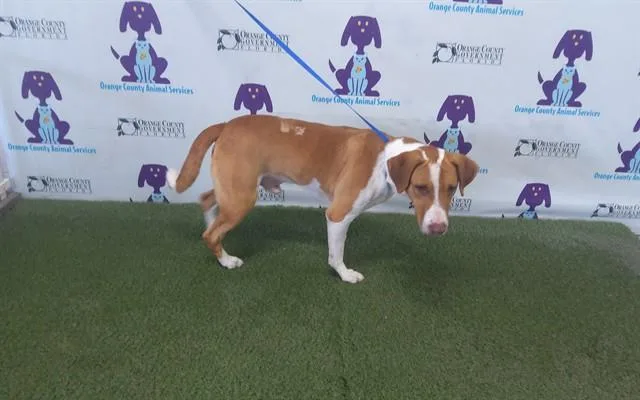 An adult medium-sized male Beagle dog named Nevielle for adoption in Orlando, FL