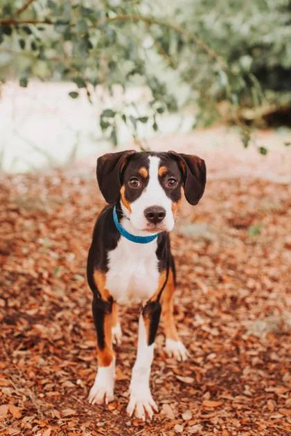 An adult medium-sized male Hound dog named a Mongolian Beef for adoption in North Charleston, SC
