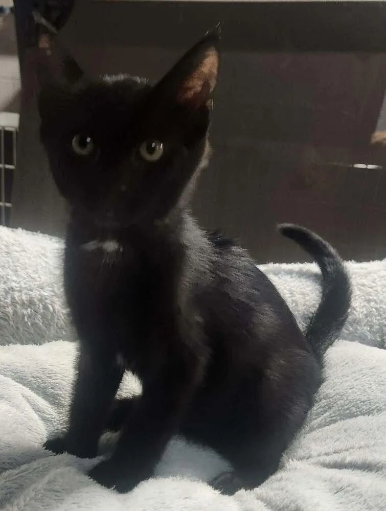 A young small-sized female Domestic Short Hair cat named Cocoapuff for adoption in Lexington, TN