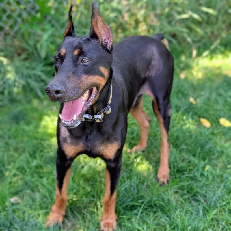A senior large-sized male Black Doberman Pinscher dog named RugerI'm a SSNAP Dog for adoption in Sandown, NH