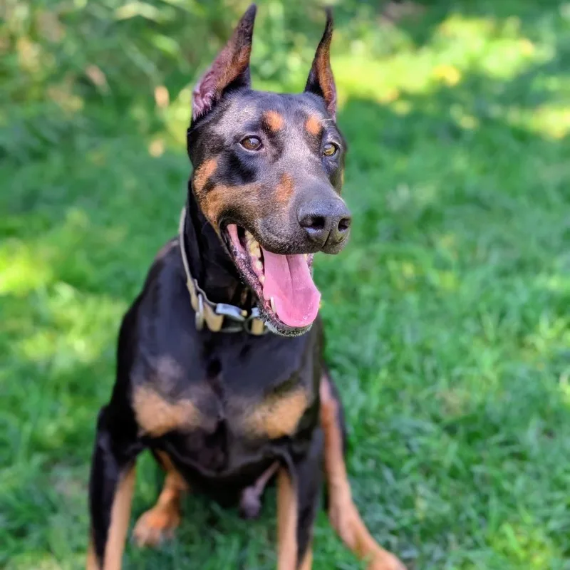 RugerI'm a SSNAP Dog thumbnail 3