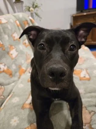 A young medium-sized female Mixed Breed dog named Doris for adoption in Atlanta, GA