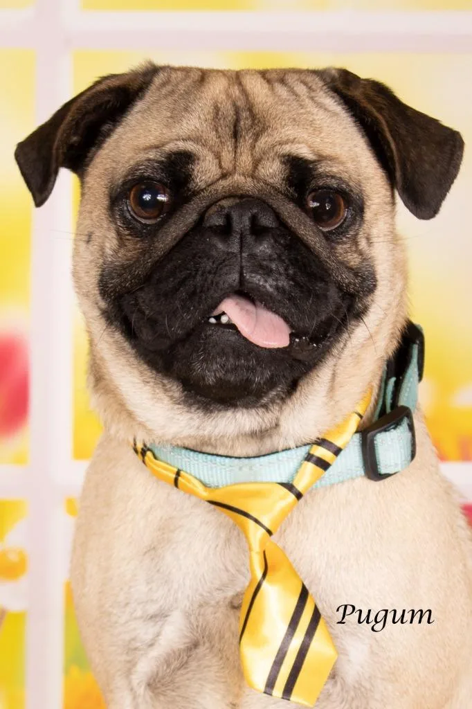 A young small-sized male Pug dog named Pugum for adoption in Gilbert, AZ