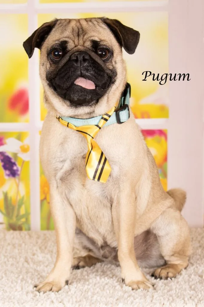 Pugum thumbnail 2