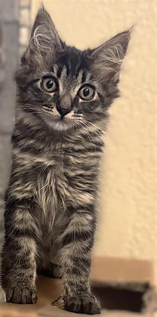 A baby small-sized female Domestic Short Hair cat named Scrumbus for adoption in Sacramento, CA