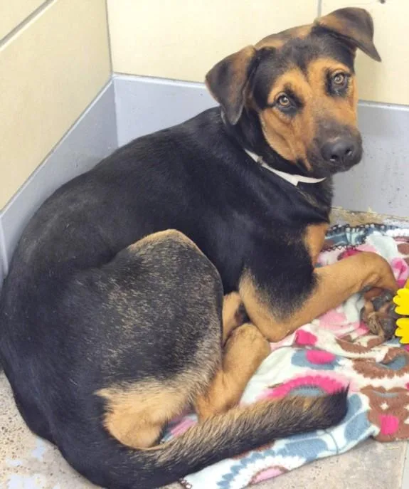 A young large-sized female Rottweiler dog named Bridget for adoption in Houston, TX