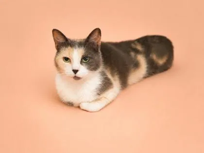 An adult small-sized female Domestic Short Hair cat named Callie for adoption in Bowling Green, KY