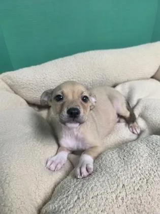 A baby medium-sized male Mixed Breed dog named Bear for adoption in Houston, TX
