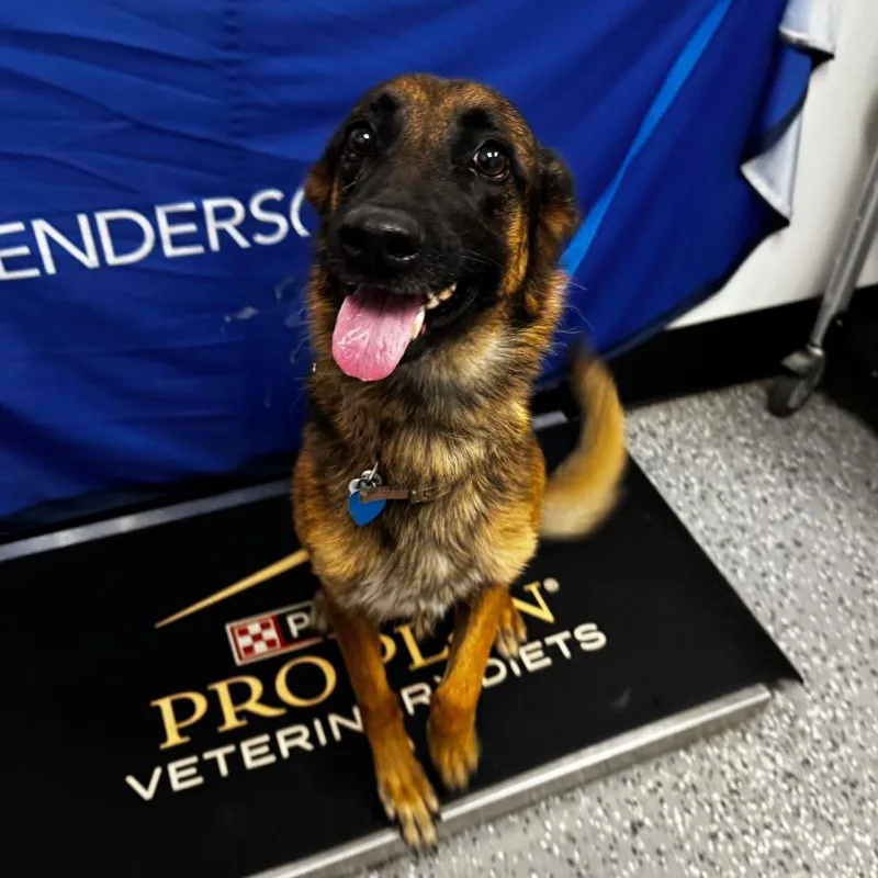 An adult medium-sized female Brown / Chocolate Belgian Shepherd / Malinois dog named Sunny for adoption in Henderson, NV
