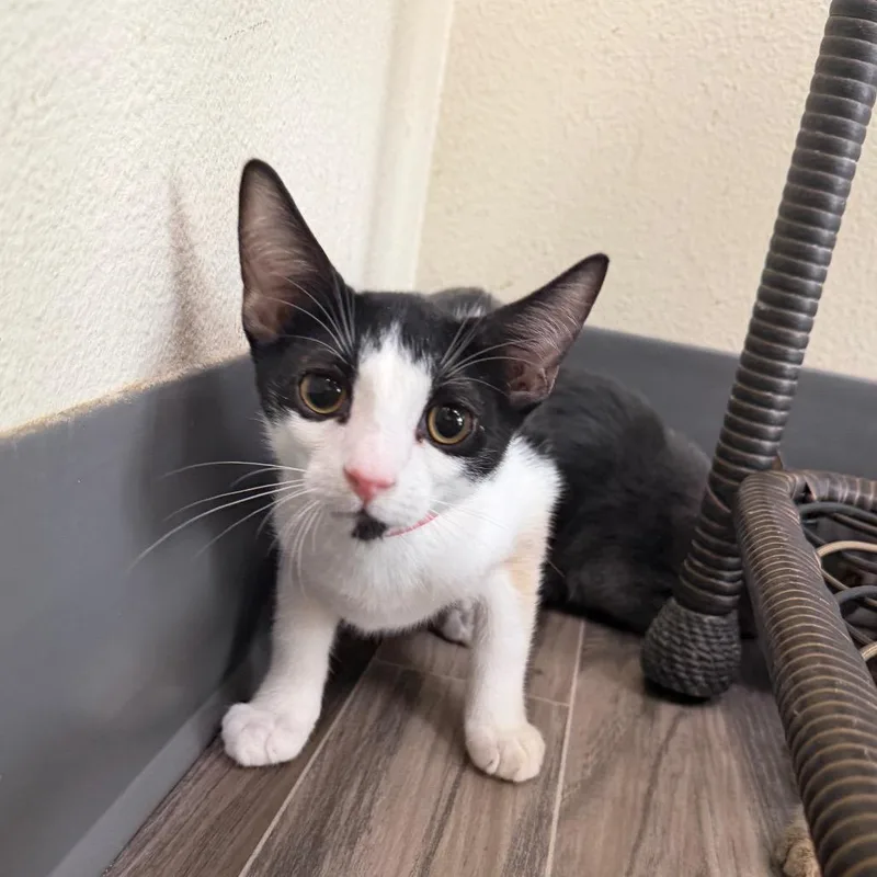 A baby small-sized male Black Domestic Short Hair cat named Count Omer Von Katz for adoption in Las Vegas, NV