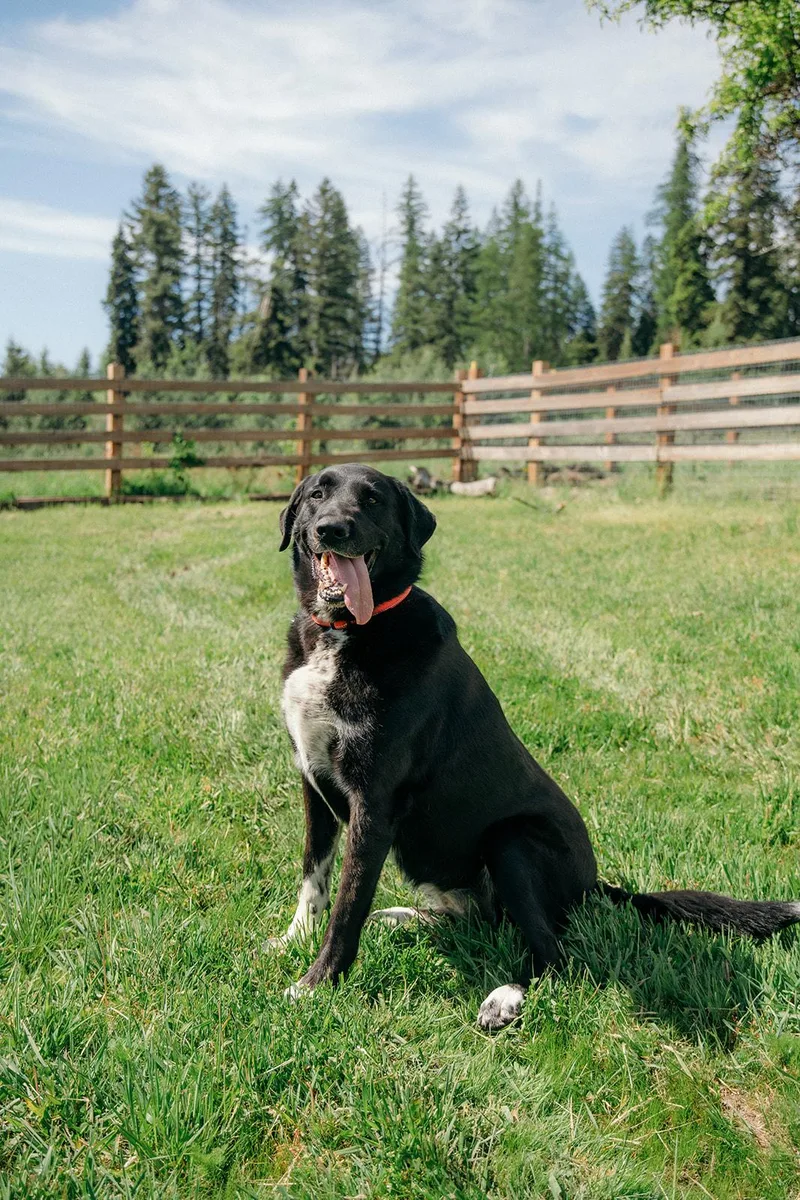 A young extra large-sized female Black Labrador Retriever dog named Aurora for adoption in Plummer, ID