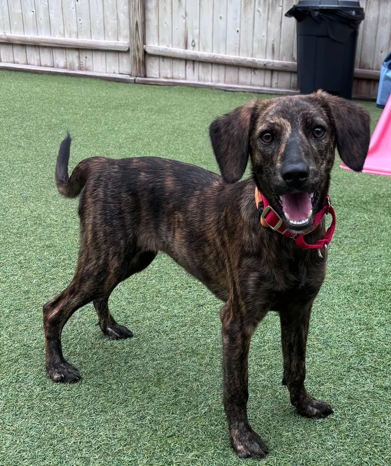A baby medium-sized female Labrador Retriever dog named Thelma for adoption in Pembroke, MA
