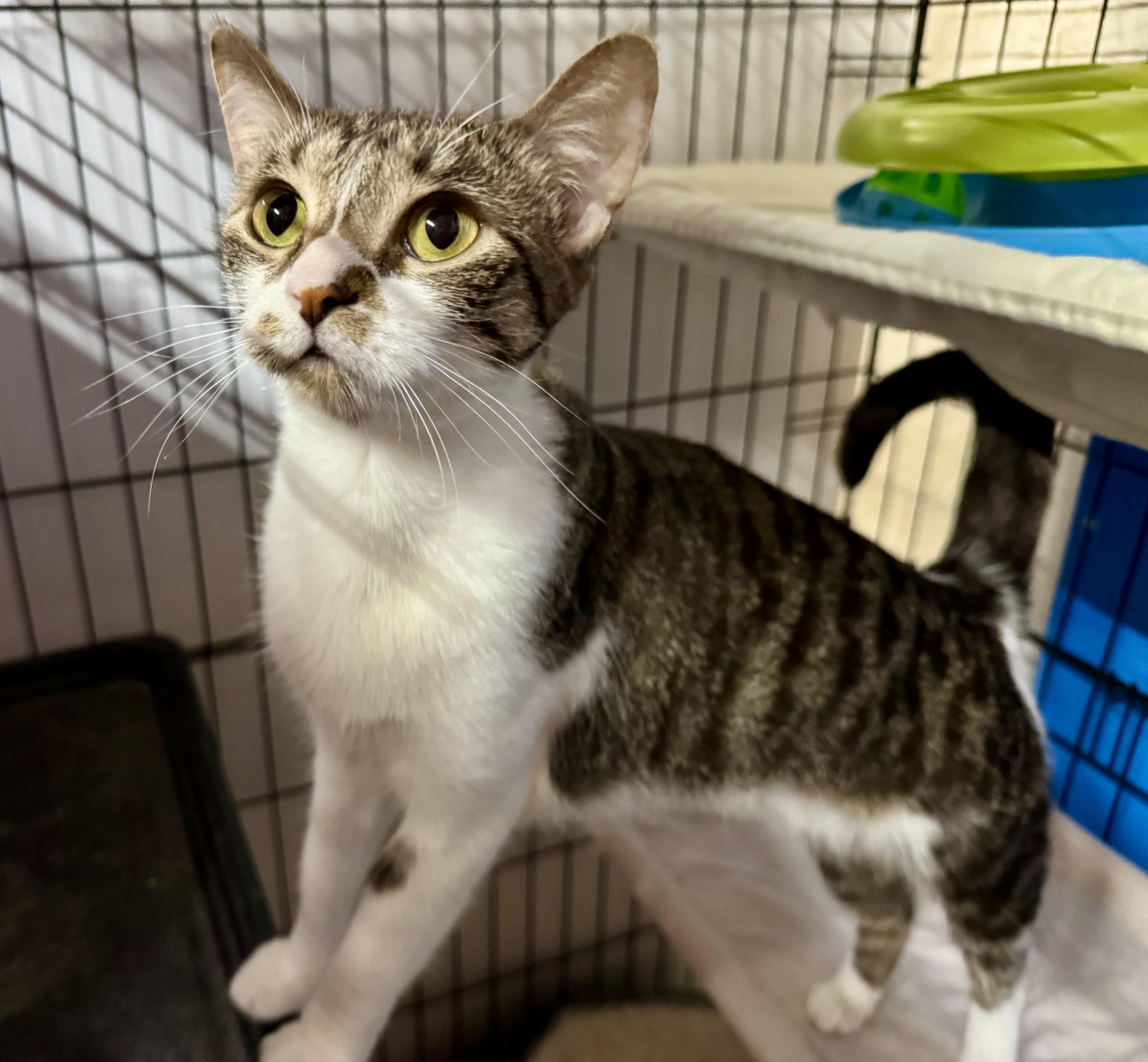 A young medium-sized female Domestic Short Hair cat named Dolly Parton for adoption in Centerville, GA
