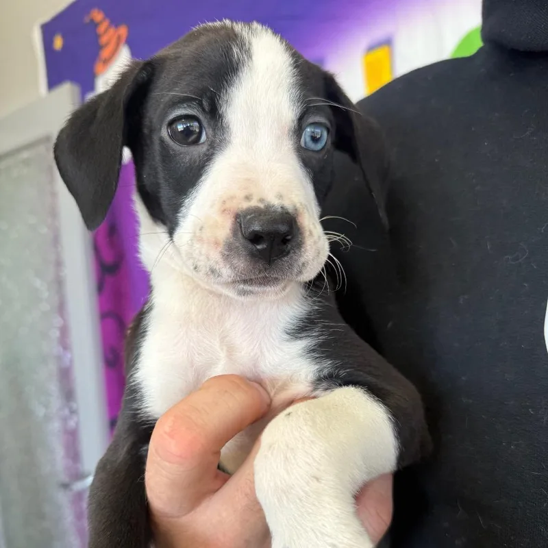 A baby medium-sized male Black Labrador Retriever dog named Wyatt for adoption in Normal, IL