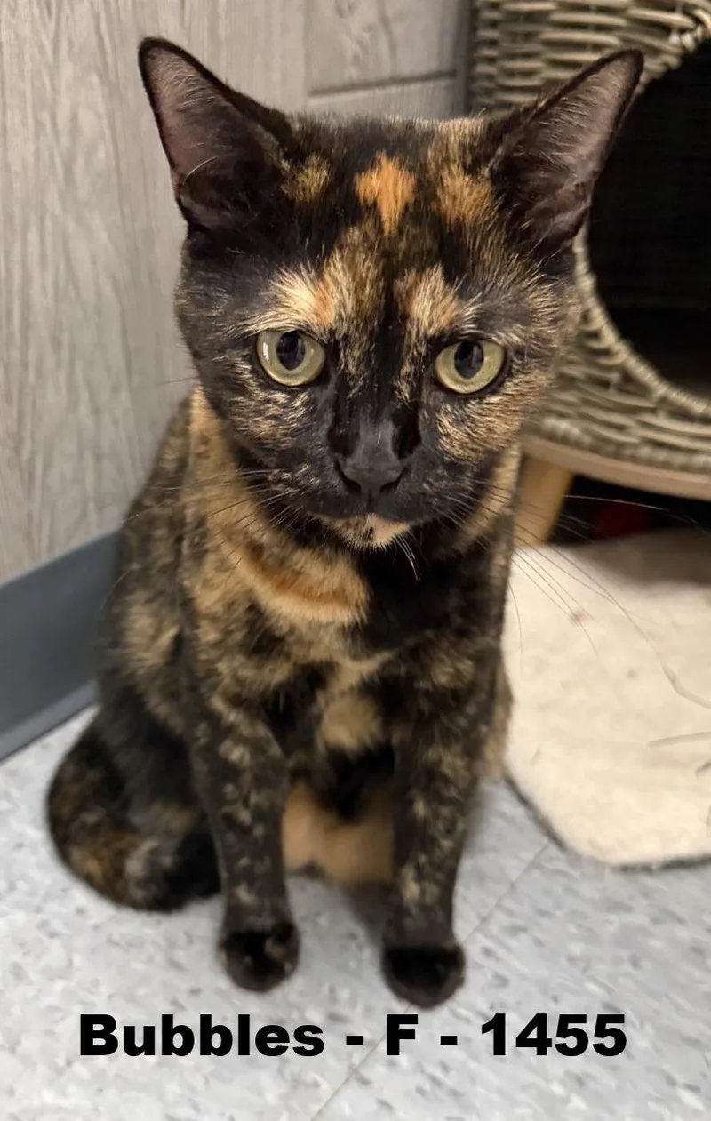 An adult medium-sized female Tortoiseshell Domestic Short Hair cat named Bubbles for adoption in Weatherford, TX