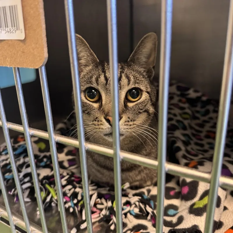 An adult small-sized male Brown / Chocolate Domestic Short Hair cat named Alamo for adoption in South Haven, MI
