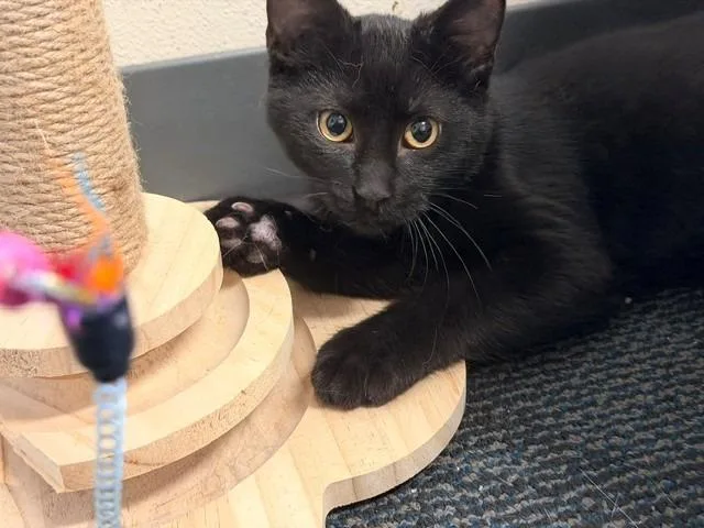 A baby small-sized male Domestic Short Hair cat named Obsidian for adoption in Ladysmith, WI