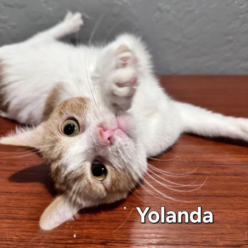 Yolanda thumbnail 2