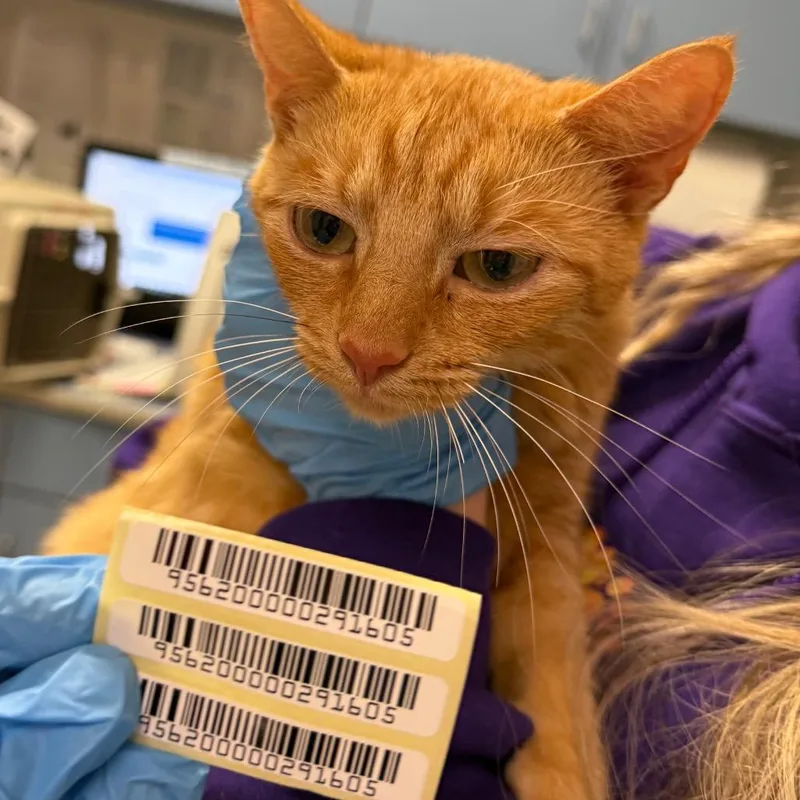 A young medium-sized female Domestic Medium Hair cat named Darcy for adoption in Charleston, WV