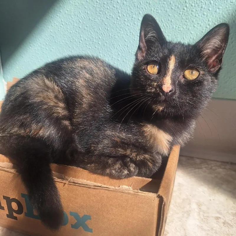 A baby small-sized female Black Domestic Short Hair cat named Indi for adoption in Attica, NY