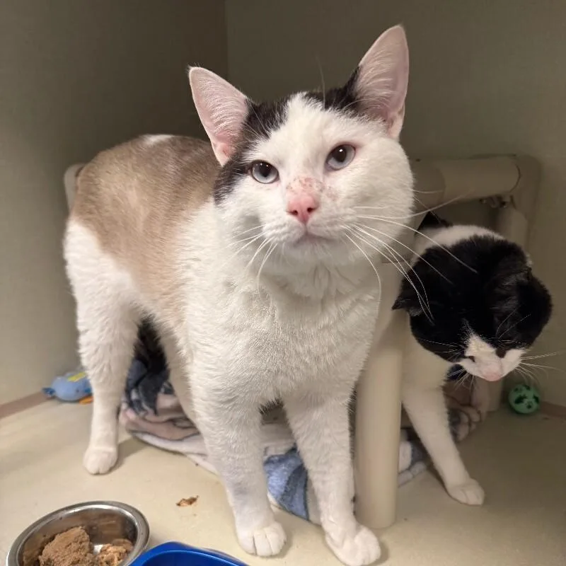An adult medium-sized male White Domestic Short Hair cat named Porthos for adoption in Fort Collins, CO