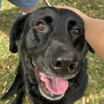 An adult medium-sized female Black Labrador Retriever dog named Allie for adoption in Houston, TX