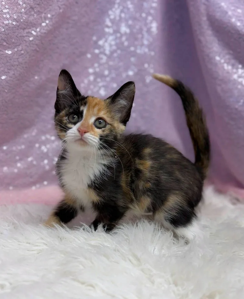 A young medium-sized female Domestic Short Hair cat named Pliers for adoption in Clarkesville, GA