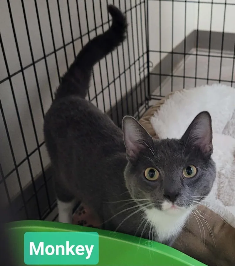 A young medium-sized male Domestic Short Hair cat named Monkey for adoption in Richmond, IN