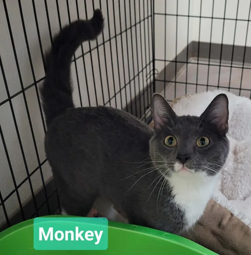 Monkey thumbnail 2