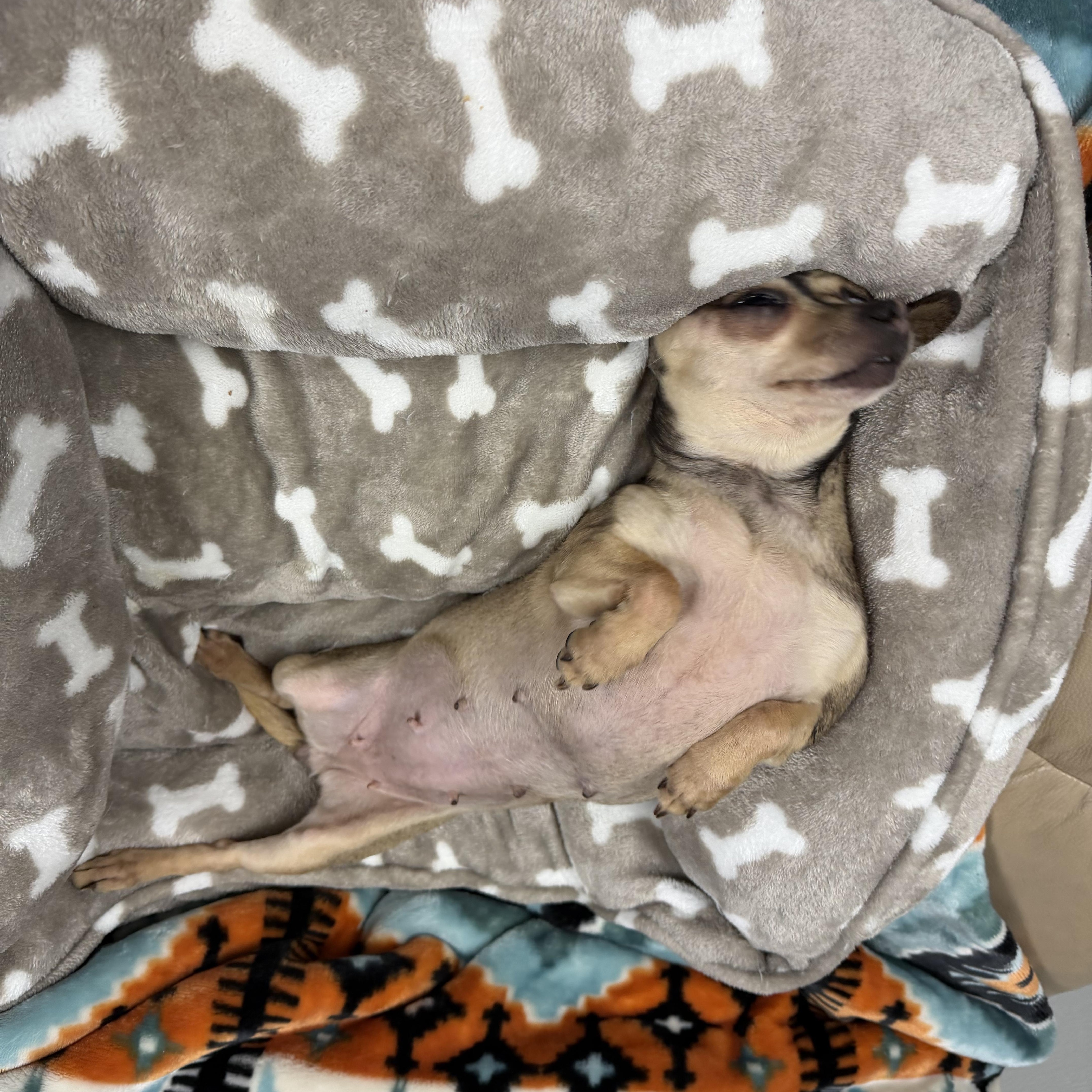 An adult small-sized female Chihuahua dog named Dot for adoption in Archbold , OH
