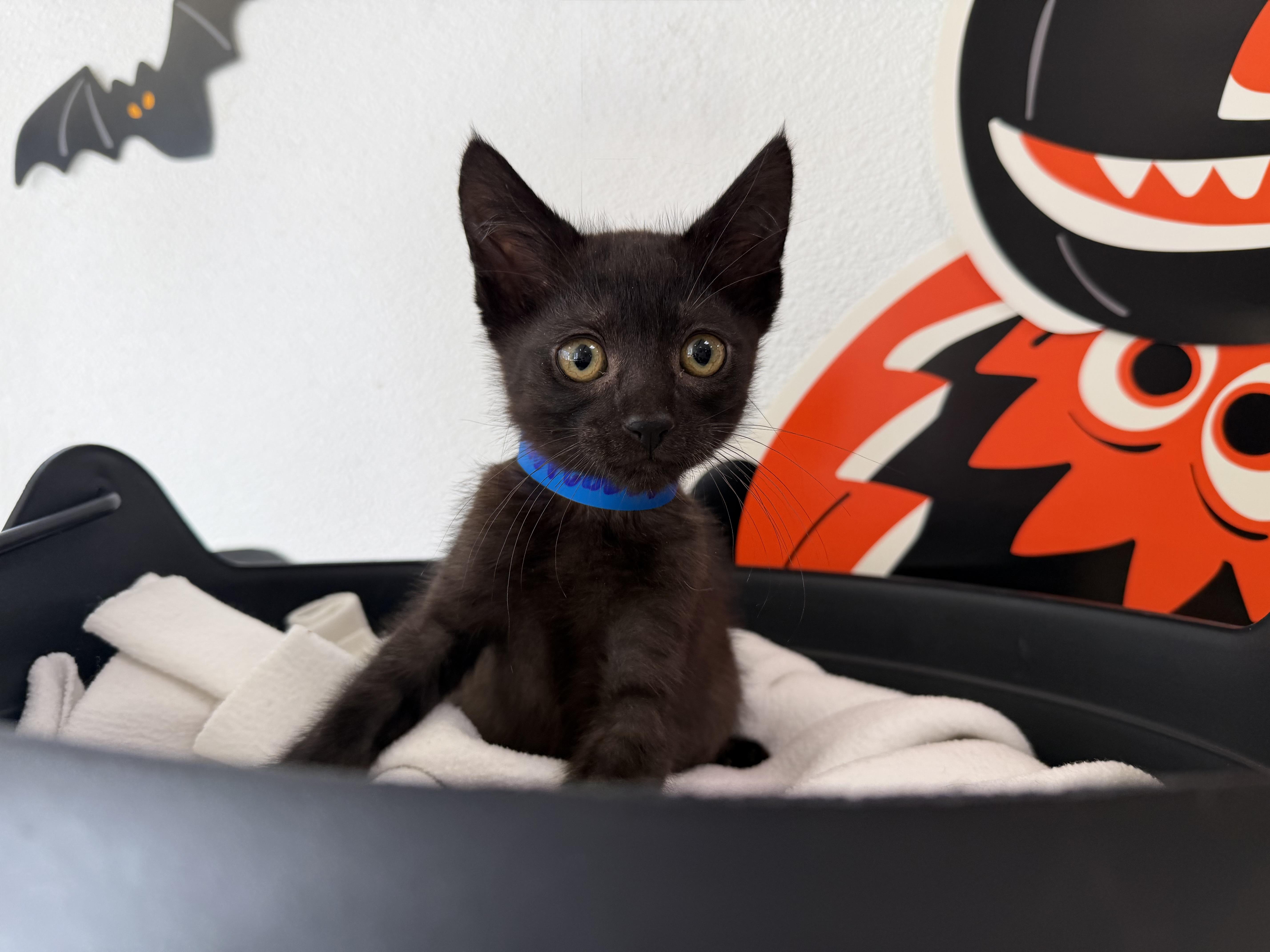A baby small-sized male Domestic Short Hair cat named A for adoption in San Pedro, CA