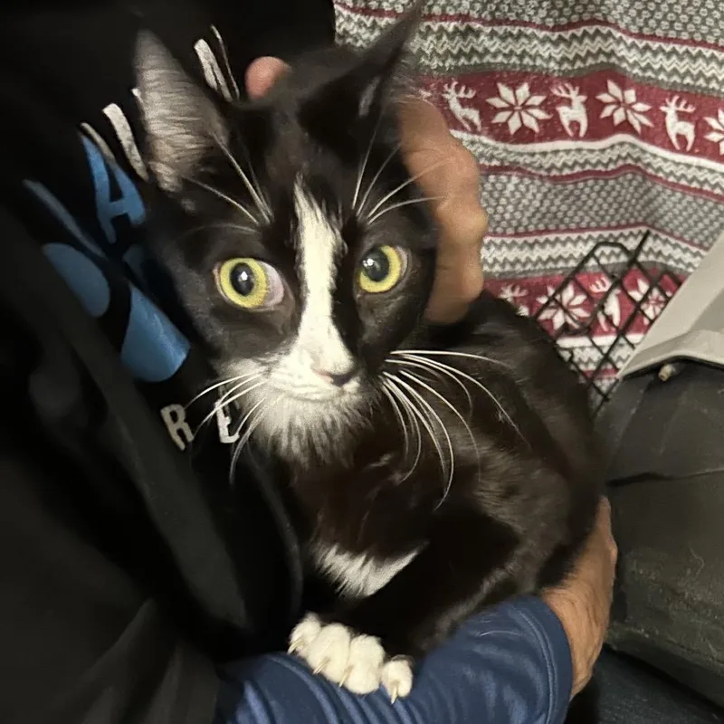 A young medium-sized female Black Domestic Short Hair cat named Iowa for adoption in Hemet, CA