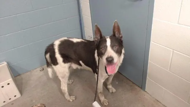 An adult medium-sized male German Shepherd Dog dog named Rufo for adoption in Downey, CA