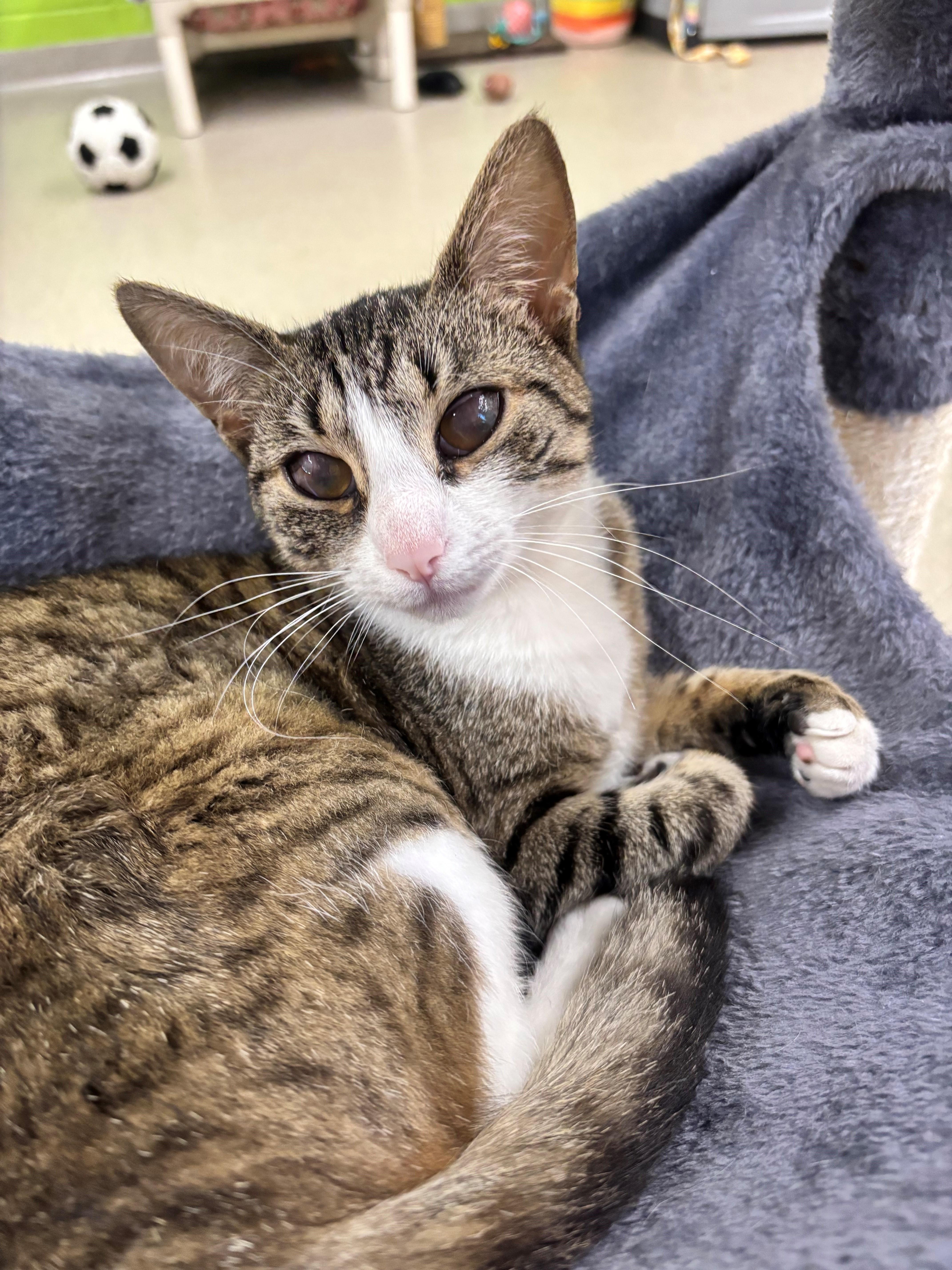 A young medium-sized female Tabby (Brown / Chocolate) Domestic Short Hair cat named Haldora for adoption in Edison, NJ