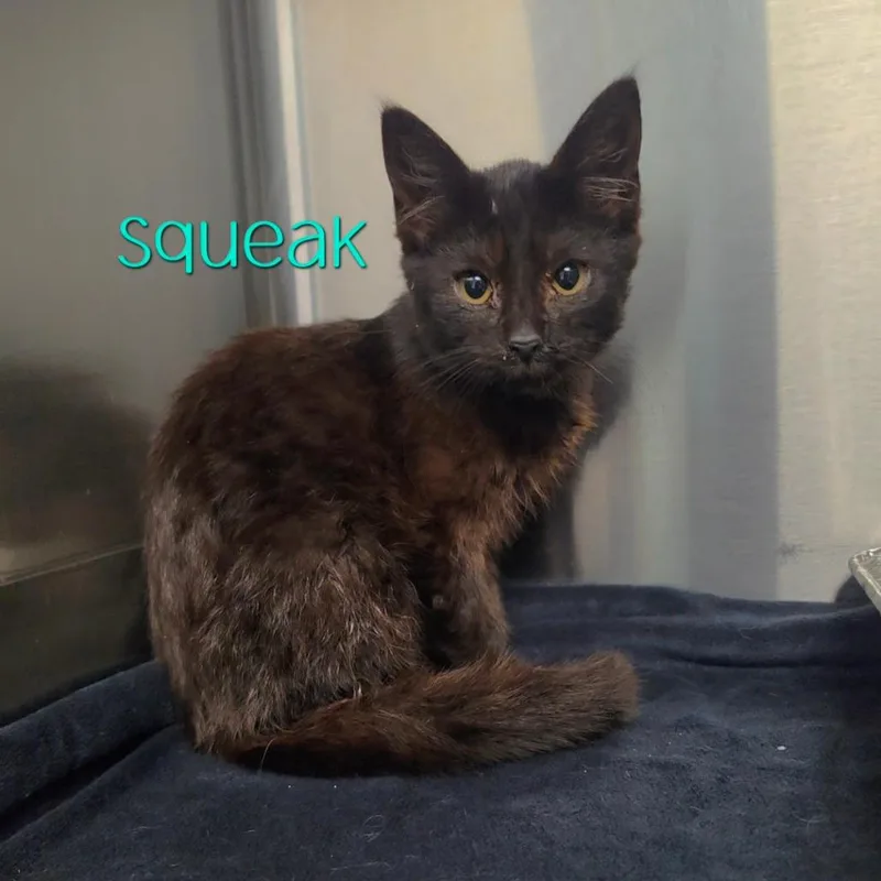 A baby small-sized female Black Domestic Short Hair cat named Squeak for adoption in Parkersburg, WV