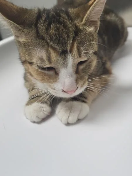A baby small-sized female Domestic Short Hair cat named Pen  Lizzy for adoption in Lawrenceville, GA