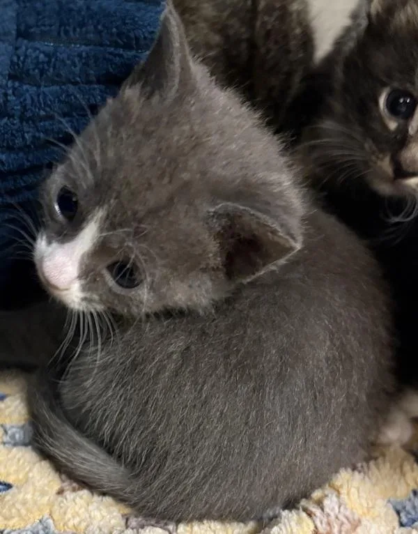 A baby small-sized female Domestic Short Hair cat named Pen  Berry for adoption in Lawrenceville, GA