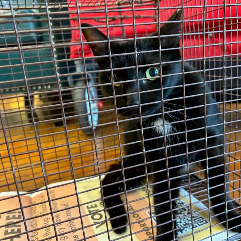 A young medium-sized female Domestic Short Hair cat named Extended Warranty for adoption in Austin, TX