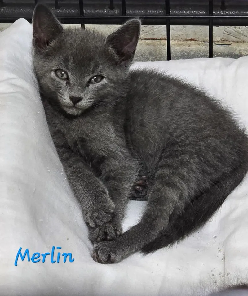 Merlin