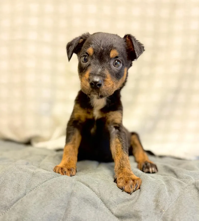 A baby small-sized male Mixed Breed dog named Neo for adoption in Ellijay, GA