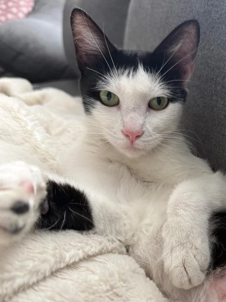 A young medium-sized female Domestic Short Hair cat named Helly for adoption in Logan, UT