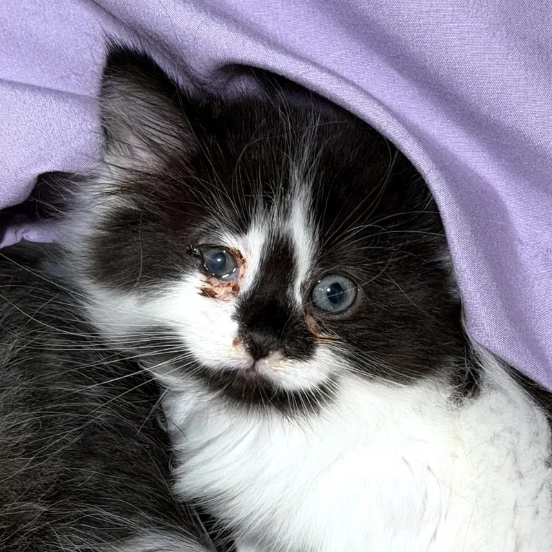 A baby small-sized male Black Domestic Long Hair cat named Percy Avail  at for adoption in Kennebunk, ME